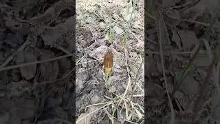 Тихая охота в апреле