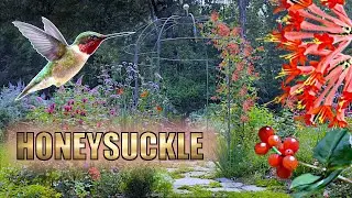 The Perfect Native Vine? Why Coral Honeysuckle Deserves a Spot in Your Garden!