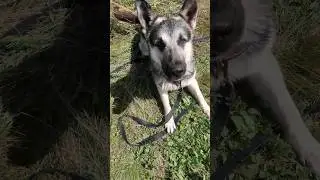 последний месяц лета 🐶☀️