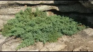 #Можжевельник9 #Juniperus9 #Хвойные растения31 #Conifers31 Декоративные растения