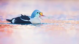 Naturfotografie Tutorial - Enten fotografieren