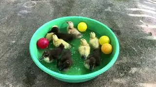 Baby ducklings new hatch and feeding swimming