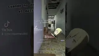 BELL Y AIZ, SI O SI XD