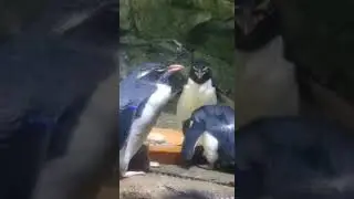 Rockhopper penguin at the cincinnati zoo #animal #bringingthezootoyou #penguin #cincinnati zoo