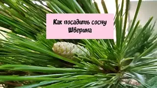 Как посадить сосну Шверина.