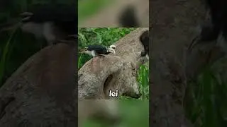 The Incredible Secret of the Bornean Hornbill