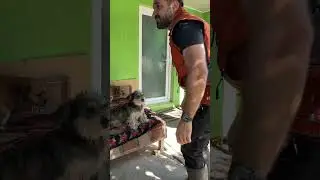 Realitatea din Slobozia Conachi Galați - există și câini neținuți în lanț!