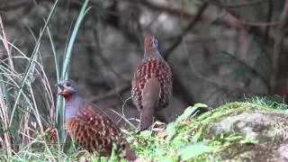 台灣竹雞叫聲(Taiwan Bamboo Partridge) , (台灣特有種 Endemic Species Wild Bird of Taiwan)(コジュケイ鳴き声),大自然的聲音,鳥類