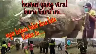 || HEWAN YANG LAGI VIRAL BARU BARU INI ||
