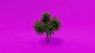 Trees Green Screen - Palm Cabbage Tree D