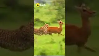 Amazing Cheetah Vs Deer #shorts