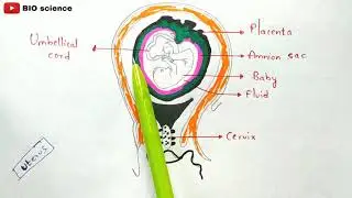 Child birth | Labor and vaginal birth | Development of baby in uterus | Pregnancy | Bio science
