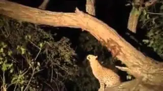Animals cares about child but human---- think about it.mp4