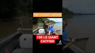 100 + LB GIANTCatfish!! #catfish #fishing #rivermonsters #short