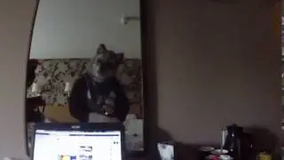 random clip nr.11