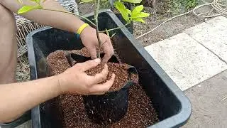 Перевалка грейпфрута .