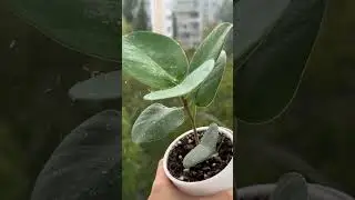 Фикус Сильвер Плат по дождем