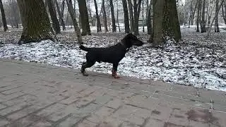 Ягдтерьер, за двумя белками.