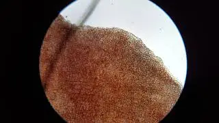 Focusing in on a Red Pepper