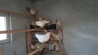 KIZLAR YUMURTA YARIŞI YAPIYOR