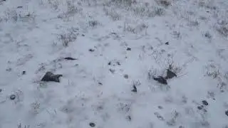 Небольшое видео с охоты по зайцу с таксой