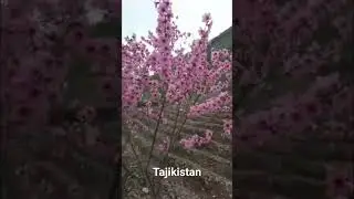 Рашт Ярхаб