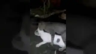 sedang coli