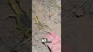 Will the scorpion sting me??