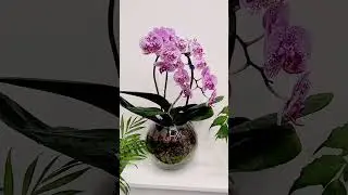 #орхидеифаленопсис #сфагнумфускум #sphagnum_eco #orchidshow #orchids #orchidsandnature #plants