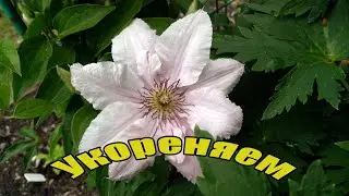 Укоренение пионов и клематиса