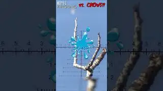 Airgun vs.  Crows! #hunting #wildlife #pestcontrol