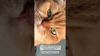 Girl Cat