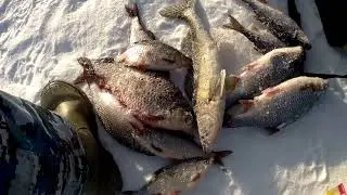 Ловля сороги на чебоксарском водохранилище Коротни безмотылка