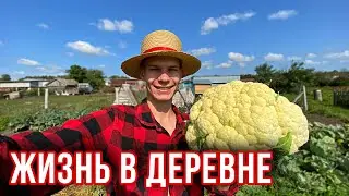 Один день лета - год кормит🍅☀️ Новости деревенские🏡Пополнения на Хоздворе Козы - главные хулиганы 🐐