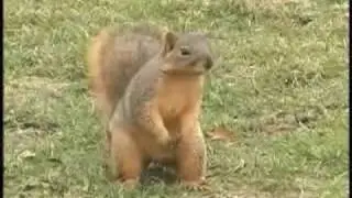 Canciones Infantiles - Animales de Zoológico