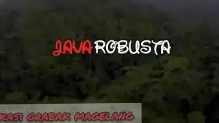 Coffe Java robusta