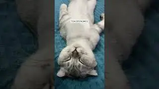 Токсоплазмоз