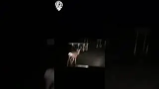 Косуля бежит впереди машины.