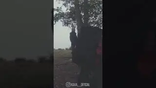 КАХА БЕЗ ТЁЛКИ В ЛЕС НЕ НОГОЙ / НЕПОСРЕДСТВЕННО КАХА
