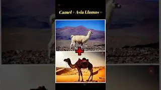 दुनिया के तेज जानवर😲 #trending #amazingfacts #fyp #shorts #viral #factscience #factsinhindi #camel