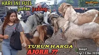 TERUPDATE HARI INI‼️HARGA KAMBING JANTAN JRABANG WARNA FAVORIT DI  PASAR DAMPIT TGL 13 DES 2024