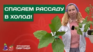 ВОЗВРАТНЫЕ ЗАМОРОЗКИ! ЧТО ДЕЛАТЬ С РАССАДОЙ?