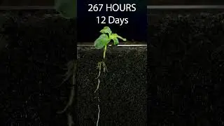 30 Days in 60 Seconds - Sunflower