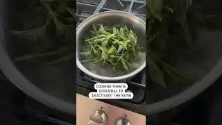 Stinging Nettle Harvest + Benefits 