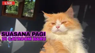 PAGI HARI DI CATROOM BARU