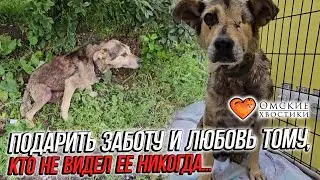 Подарить заботу и любовь тому, кто не видел ее никогда | Кекс