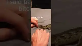 Croc bites man ( but funni)
