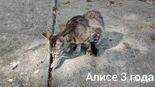 Алисе исполнилось три года, 15 августа 2023