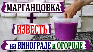 🍇 МАРГАНЦОВКА + ИЗВЕСТЬ! ЧТО БУДЕТ? ДЕДОВСКИЙ рецепт для ОГОРОДА и ВИНОГРАДА от болезней.