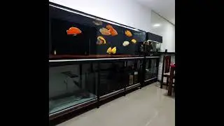 AQUARIO JUMBO 250X70X70 COM PEIXE OSCAR 